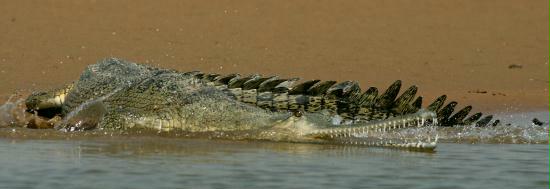 Gharial, Chambal River, Uttar Pradesh