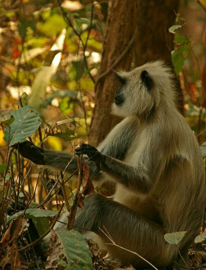 Common Langur, Kanha National Park, Madhya Pradesh