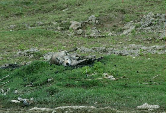 Indian Wolf, by Chambal River, Uttar Pradesh