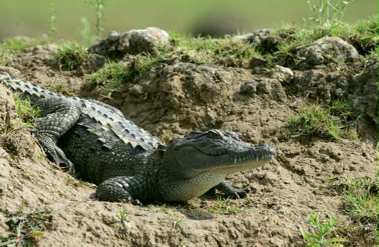 Mugger Crocodile (Marsh), Chambal River, Uttar Pradesh