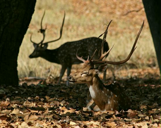 Bandhavgarh National Park, Madhya Pradesh