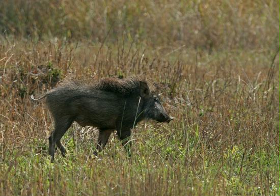 Wild Boar, Kanha National Park, Madhya Pradesh