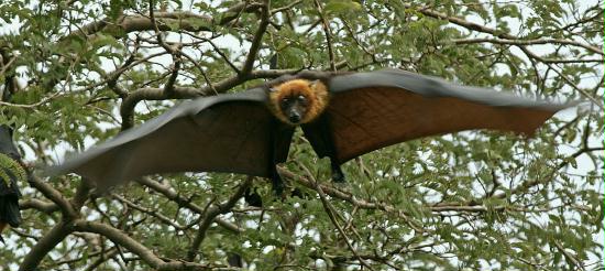 Indian Flying Fox, Chambal River Sanctuary, Uttar Pradesh