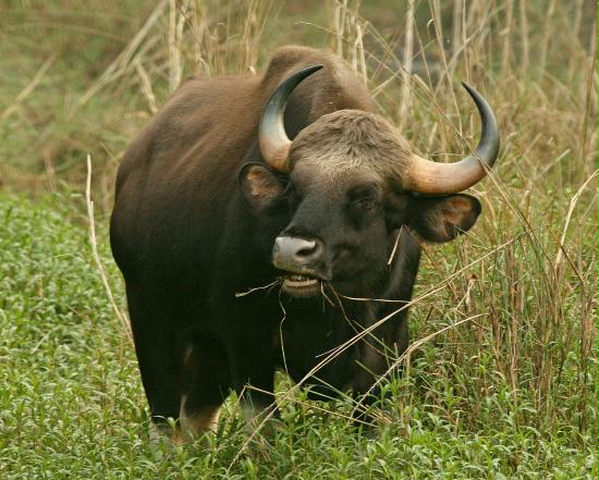 Indian Bison (Gaur), Kanha National Park, Madhya Pradesh