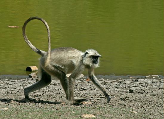 Bandhavgarh National Park, Madhya Pradesh