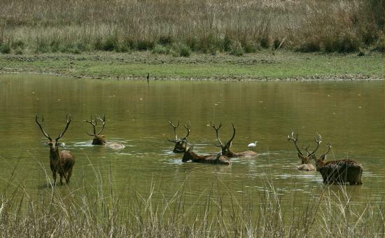 Swamp Deer (Barasingha), Kanha National Park, Madhya Pradesh