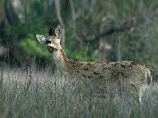 Swamp Deer (Barasingha), Kanha National Park, Madhya Pradesh