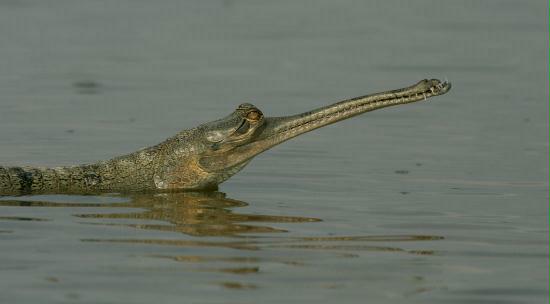 Gharial, Chambal River, Uttar Pradesh