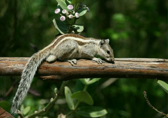 Five-striped Palm Squirrel, Chambal River Sanctuary, Uttar Pradesh