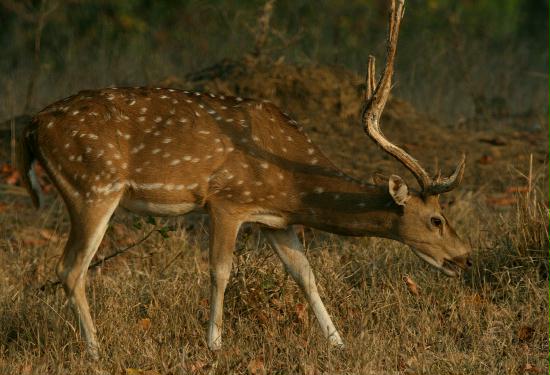 Bandhavgarh National Park, Madhya Pradesh