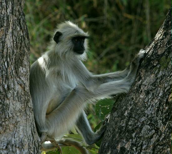 Bandhavgarh, Madhya Pradesh