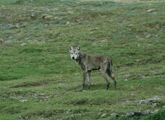 Indian Wolf, by Chambal River, Uttar Pradesh