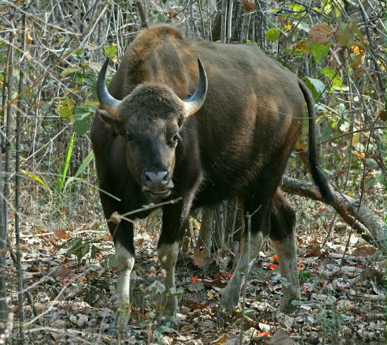 Indian Bison (Gaur), Kanha National Park, Madhya Pradesh