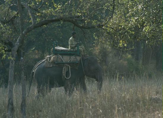 Bandhavgarh National Park, Madhya Pradesh