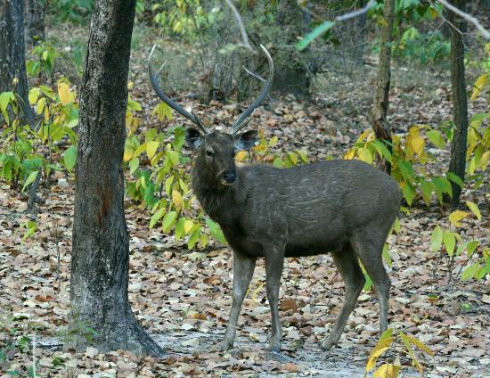 Bandhavgarh National Park, Madhya Pradesh