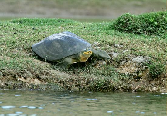 Flap Shell Turtle, Chambal River, Uttar Pradesh