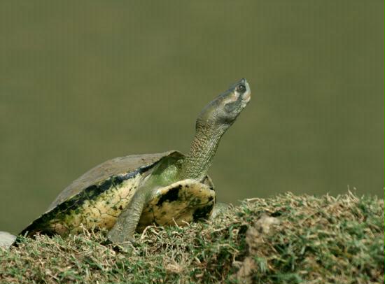 Indian Tent Turtle, Chambal River, Uttar Pradesh