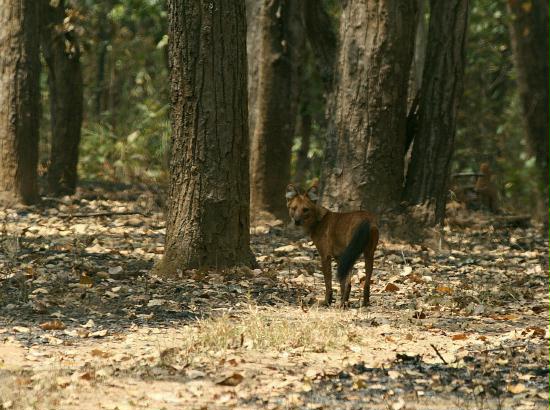 Dhole (Indian Wild Dog), Kanha National Park, Madhya Pradesh