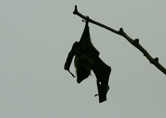 Indian Flying Fox, Chambal River Sanctuary, Uttar Pradesh