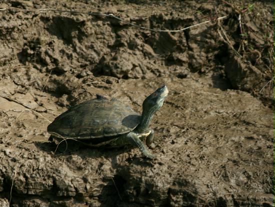 Pink-ringed Indian Tent Turtle, Chambal River, Uttar Pradesh