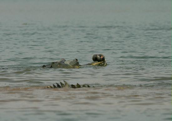 Gharial, Chambal River, Uttar Pradesh