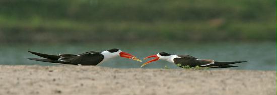 Indian Skimmer, Chambal River, Uttar Pradesh