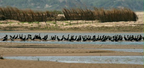 Little Cormorant, Chambal River, Uttar Pradesh