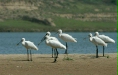 Eurasian Spoonbill, Chambal River, Uttar Pradesh