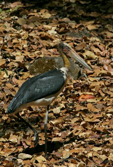 Lesser Adjutant, Bandhavgarh National Park, Madhya Pradesh