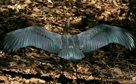 Bandhavgarh National Park, Madhya Pradesh