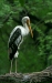 Painted Stork, New Delhi Zoological Garden