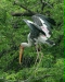 Painted Stork, New Delhi Zoological Garden