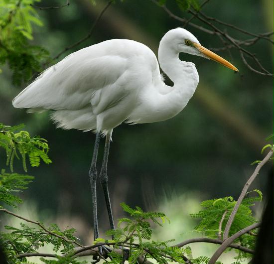 Great Egret, New Delhi Zoological Garden