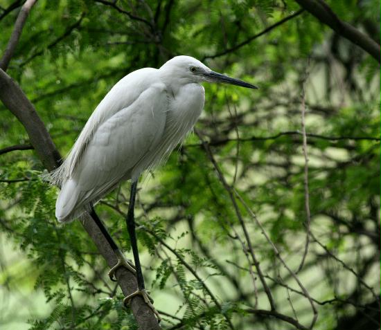 Little Egret, New Delhi Zoological Garden