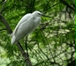 Little Egret, New Delhi Zoological Garden
