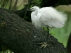 Little Egret, New Delhi Zoological Garden