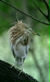 Indian Pond Heron, New Delhi Zoological Garden