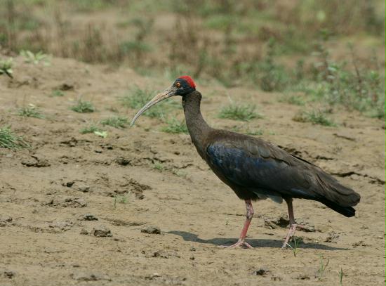 Black Ibis, Chambal River, Uttar Pradesh