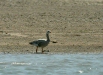 Bar-headed Goose, Chambal River, Uttar Pradesh