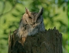 Collared Scops Owl, Chambal River Sanctuary, Uttar Pradesh