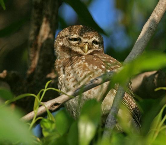 Spotted Owlet, Chambal River Sanctuary, Uttar Pradesh