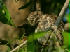 Spotted Owlet, Chambal River Sanctuary, Uttar Pradesh