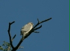 Shikra, Kanha National Park, Madhya Pradesh