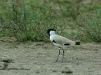 River Lapwing, Chambal River, Uttar Pradesh