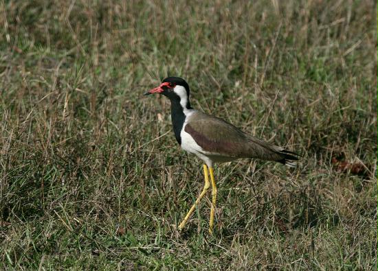 Bandhavgarh National Park, Madhya Pradesh