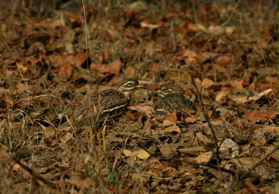 Eurasian Thick-knee (Stone Bandhavgarh National Park, Madhya Pradesh