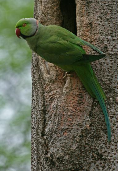 Rose-ringed Parakeet, New Delhi Zoological Garden