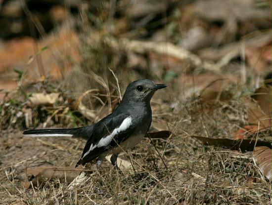 Oriental Magpie Robin, Chambal River Sanctuary, Uttar Pradesh