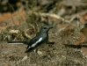 Oriental Magpie Robin, Chambal River Sanctuary, Uttar Pradesh