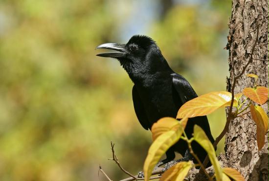 Large-billed Crow, Bandhavgarh National Park, Madhya Pradesh